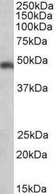 Western Blot: SEC61A Antibody [NB100-768]