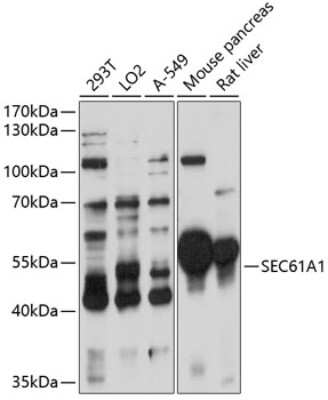 Western Blot: SEC61A AntibodyAzide and BSA Free [NBP2-93597]