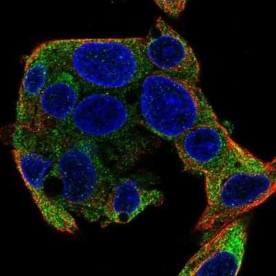 Immunocytochemistry/ Immunofluorescence: SEC63 Antibody [NBP2-30405]