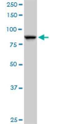 Western Blot: SEC63 Antibody [H00011231-B01P]