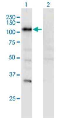 Western Blot: SECISBP2 Antibody (3A7) [H00079048-M08]