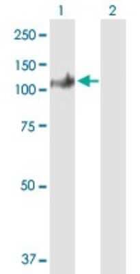 Western Blot: SECISBP2 Antibody [H00079048-B01P]