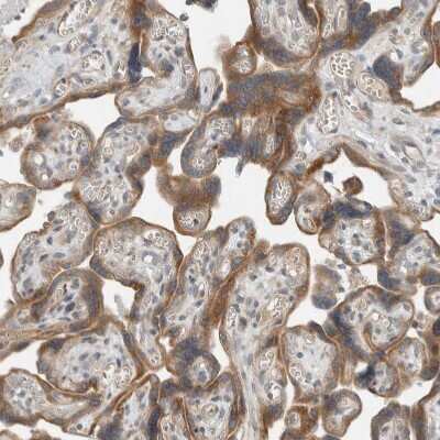 Immunohistochemistry-Paraffin: SEL1L Antibody [NBP1-81623]