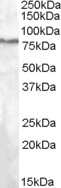 Western Blot: SEL1L Antibody [NB100-93463]