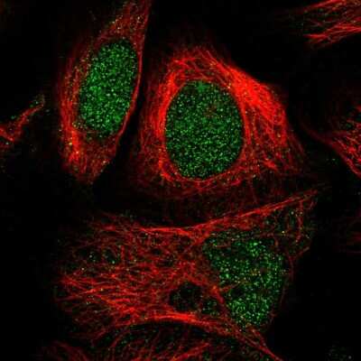 Immunocytochemistry/ Immunofluorescence: SEL1L3 Antibody [NBP1-81484]