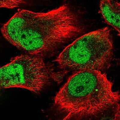 Immunocytochemistry/ Immunofluorescence: SEL1L3 Antibody [NBP2-58051]