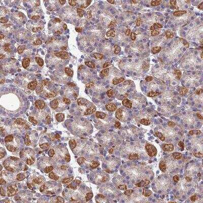 Immunohistochemistry-Paraffin: SEL1L3 Antibody [NBP1-81484]