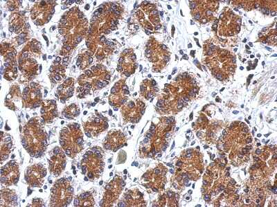Immunohistochemistry-Paraffin: SEL1L3 Antibody [NBP2-20288]