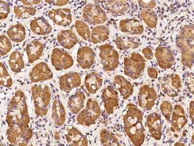 Immunohistochemistry-Paraffin: SEL1L3 Antibody [NBP2-97792]