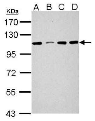 Western Blot: SEL1L3 Antibody [NBP2-20288]