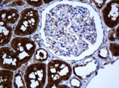 Immunohistochemistry: SELENBP1 Antibody (OTI3H1) [NBP2-45979]