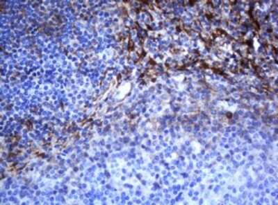 Immunohistochemistry: SELENBP1 Antibody (OTI3H1) [NBP2-45979]