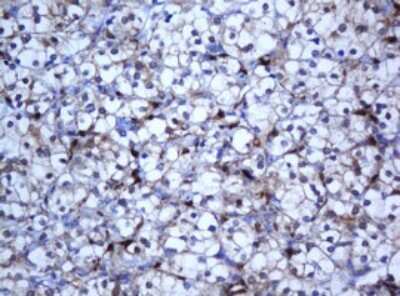 Immunohistochemistry: SELENBP1 Antibody (OTI3H1) [NBP2-45979]