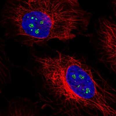 Immunocytochemistry/ Immunofluorescence: SELENBP1 Antibody [NBP1-83196]