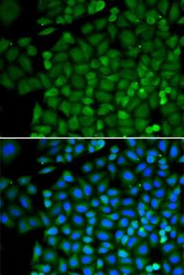 Immunocytochemistry/ Immunofluorescence: SELENBP1 Antibody - BSA Free [NBP3-03603]