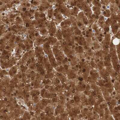 Immunohistochemistry-Paraffin: SELENBP1 Antibody [NBP1-83196]