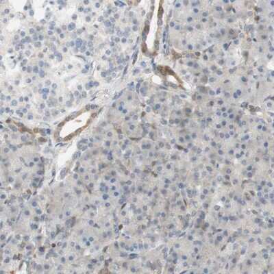 Immunohistochemistry-Paraffin: SELENBP1 Antibody [NBP1-83196]