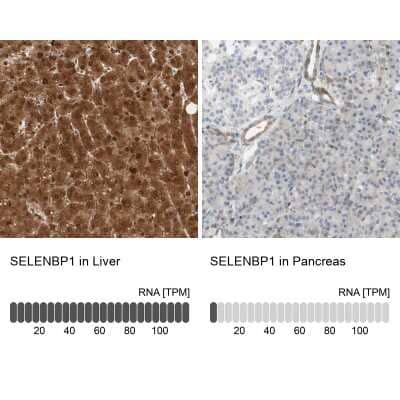 Immunohistochemistry-Paraffin: SELENBP1 Antibody [NBP1-83196]
