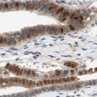 Immunohistochemistry-Paraffin: SELENBP1 Antibody [NBP1-83196]