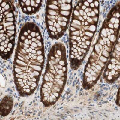 Immunohistochemistry-Paraffin: SELENBP1 Antibody [NBP1-83196]