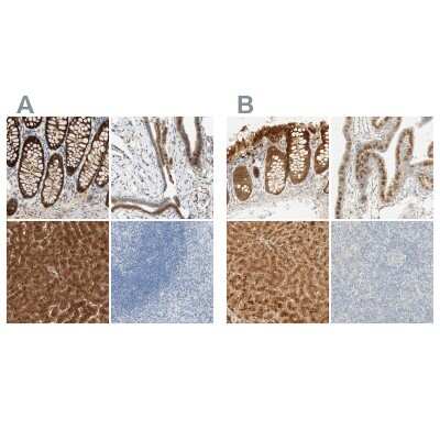 Immunohistochemistry-Paraffin: SELENBP1 Antibody [NBP1-83196]
