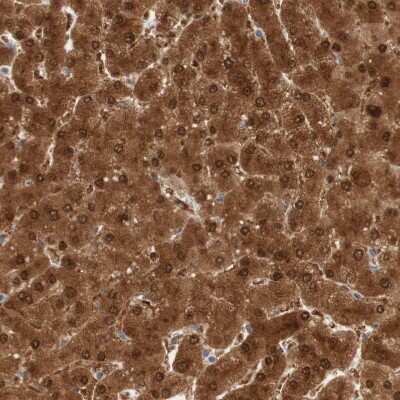 Immunohistochemistry-Paraffin: SELENBP1 Antibody [NBP1-83196]