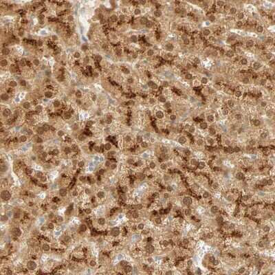 Immunohistochemistry-Paraffin: SELENBP1 Antibody [NBP1-83197]