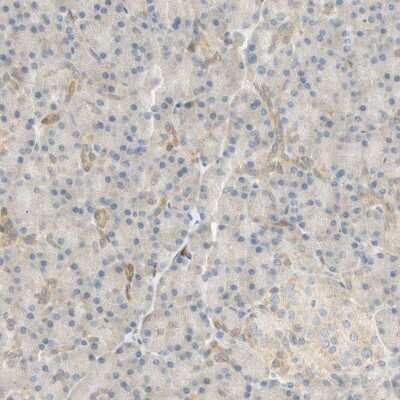 Immunohistochemistry-Paraffin: SELENBP1 Antibody [NBP1-83197]