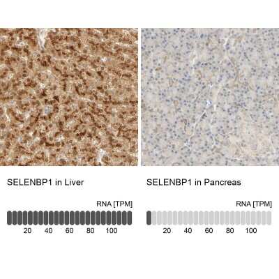 Immunohistochemistry-Paraffin: SELENBP1 Antibody [NBP1-83197]