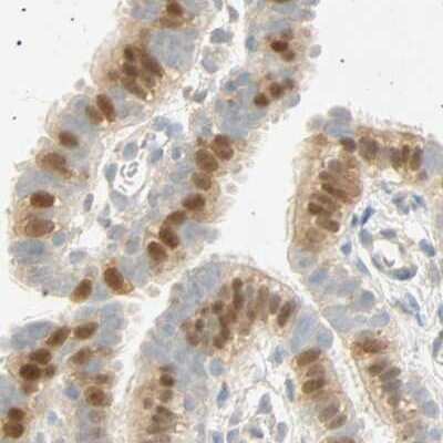 Immunohistochemistry-Paraffin: SELENBP1 Antibody [NBP1-83197]