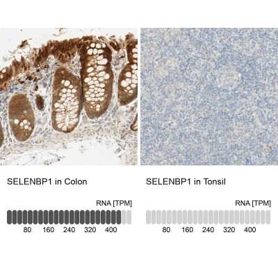 Immunohistochemistry-Paraffin: SELENBP1 Antibody [NBP1-83197]