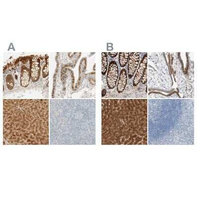 Immunohistochemistry-Paraffin: SELENBP1 Antibody [NBP1-83197]