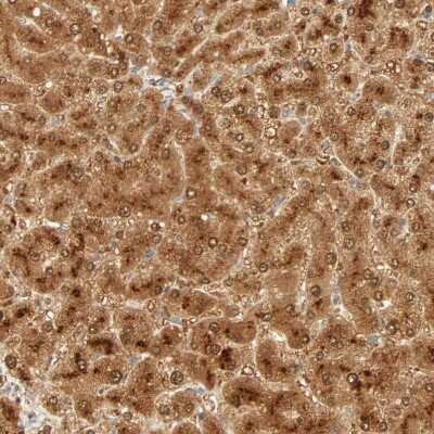 Immunohistochemistry-Paraffin: SELENBP1 Antibody [NBP1-83197]