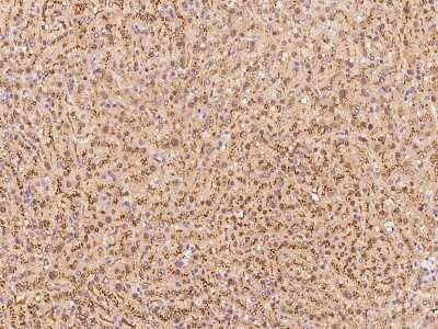 Immunohistochemistry-Paraffin: SELENBP1 Antibody [NBP2-97662]