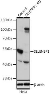 Knockout Validated: SELENBP1 Antibody - BSA Free [NBP3-03603]