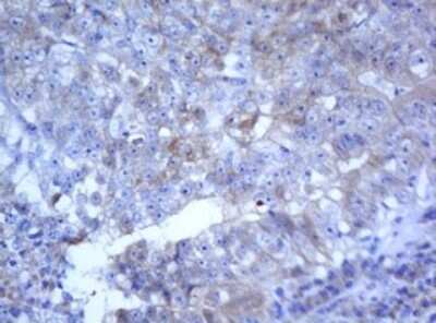 Immunohistochemistry: SELENBP1 Antibody (OTI3H1) - Azide and BSA Free [NBP2-74053]