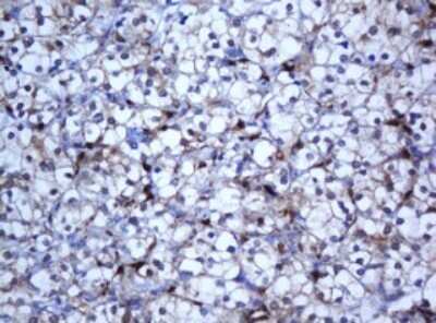 Immunohistochemistry: SELENBP1 Antibody (OTI3H1) - Azide and BSA Free [NBP2-74053]