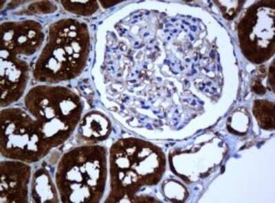 Immunohistochemistry: SELENBP1 Antibody (OTI3H1) - Azide and BSA Free [NBP2-74053]
