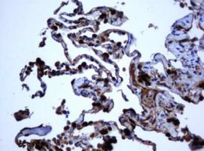 Immunohistochemistry: SELENBP1 Antibody (OTI3H1) - Azide and BSA Free [NBP2-74053]