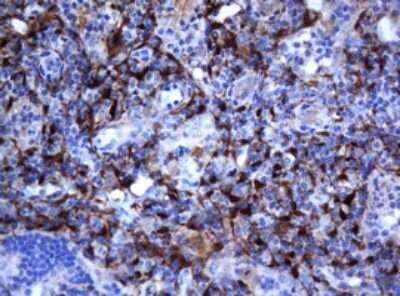 Immunohistochemistry: SELENBP1 Antibody (OTI3H1) - Azide and BSA Free [NBP2-74053]