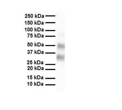 Western Blot: SELENBP1 Antibody [NBP1-54805]