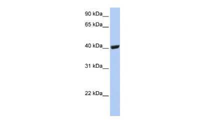 Western Blot: SELENBP1 Antibody [NBP1-55263]
