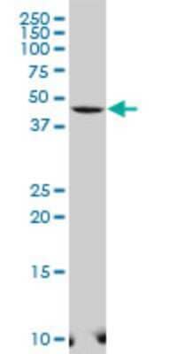 Western Blot: SELI Antibody [H00085465-A01]