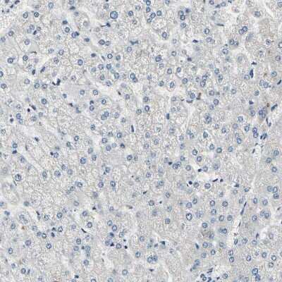 Immunohistochemistry-Paraffin: SELK Antibody [NBP1-86120]