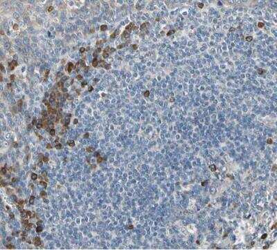 Immunohistochemistry-Paraffin: SELK Antibody [NBP1-86120]