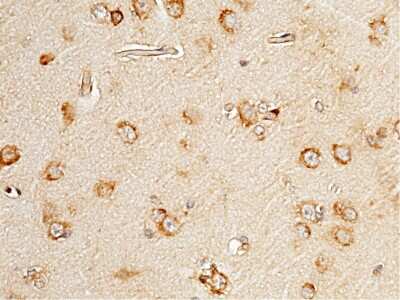 Immunohistochemistry-Paraffin: SELM Antibody [NBP3-00138]