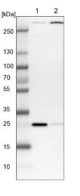 Western Blot: SELRC1 Antibody [NBP1-87392]