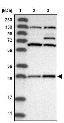 Western Blot: SELRC1 Antibody [NBP1-87393]