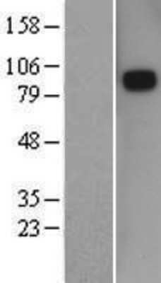 Western Blot: SEMA3D Overexpression Lysate [NBP2-05315]