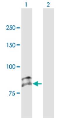 Western Blot: SEMA3G Antibody [H00056920-B01P]